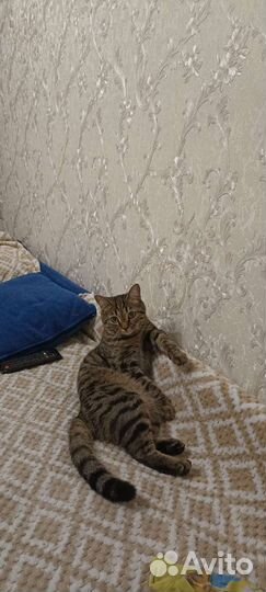 Коты бесплатно