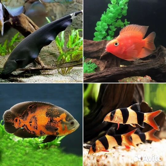 Большое поступление разных редких рыб