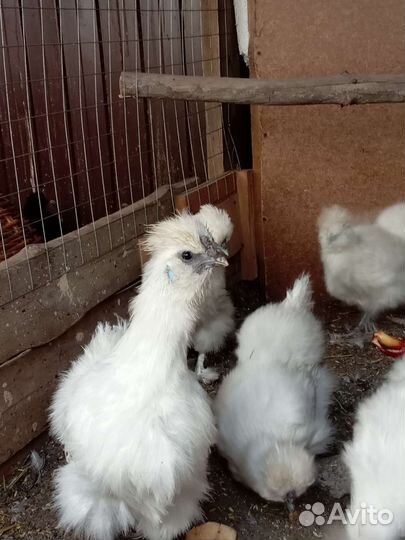 Куры петухи и цыплята китайской шелковой