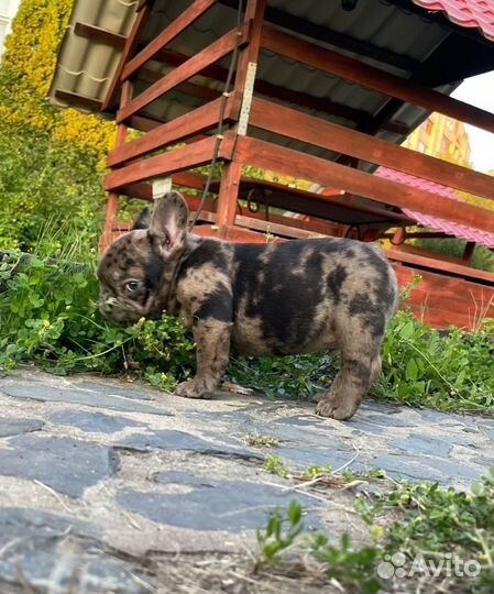 Французсий бульдог Какао мерле