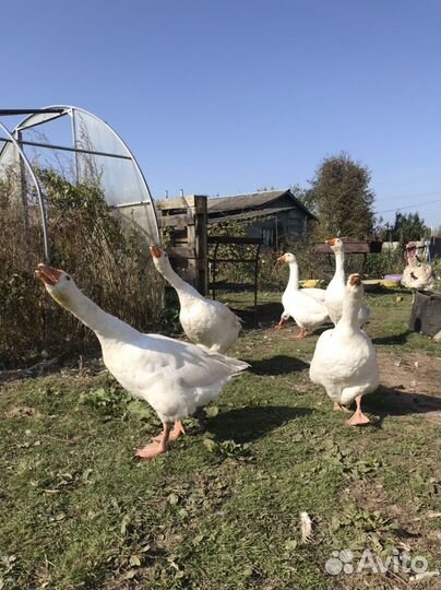 Гусь,индоутки