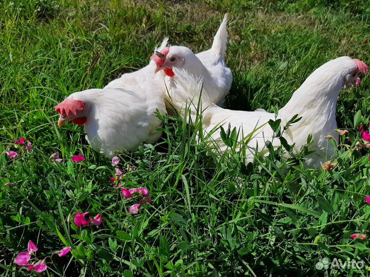 Куры молодые несушки