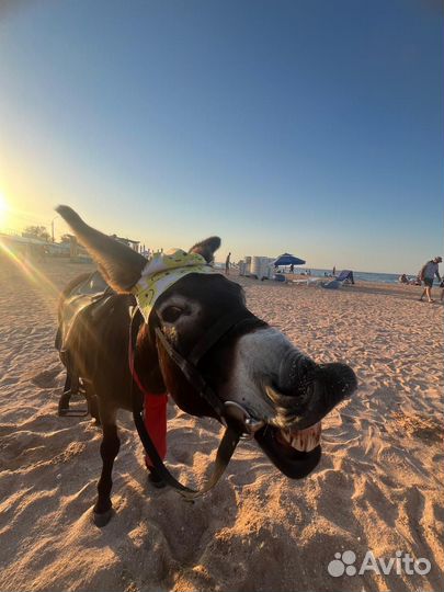 Прокат на верблюде, коне, ослике, пони