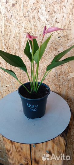 Антуриумы разных сортов