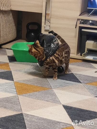 Бенгал вязка