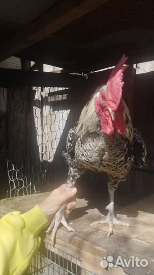 Молодые петухи