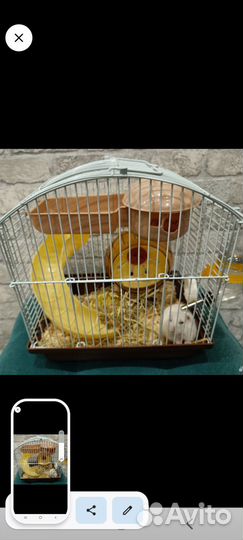 Джунгарский хомяк с клеткой