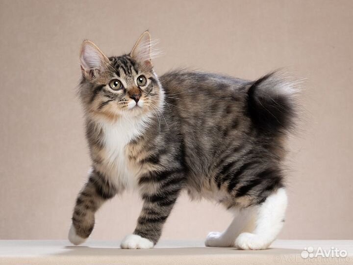 Курильский бобтейл котята