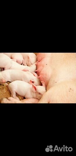 Продажа поросят