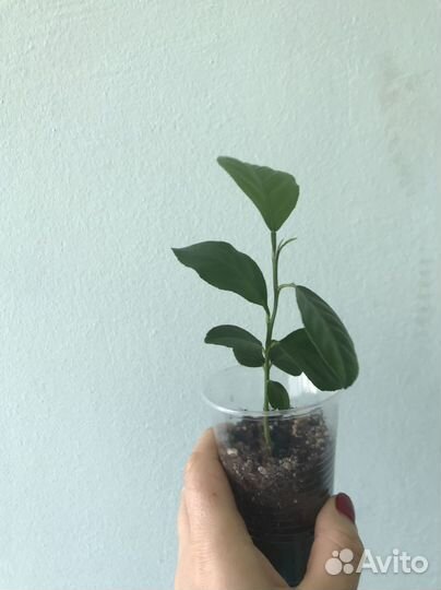 Лимонное дерево. Пеперомия