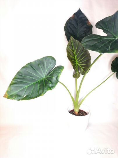 Алоказия регал шилдс