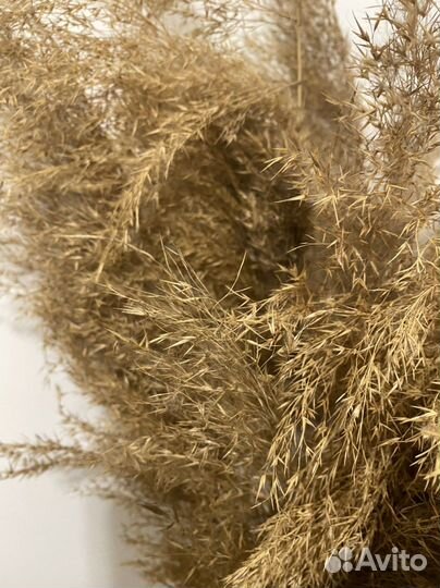 Сухоцветы камыш