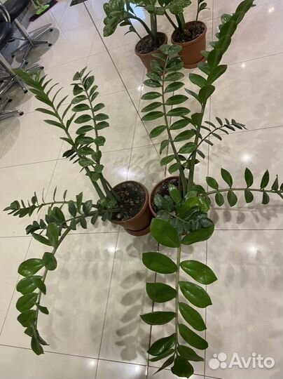 Замиокулькас