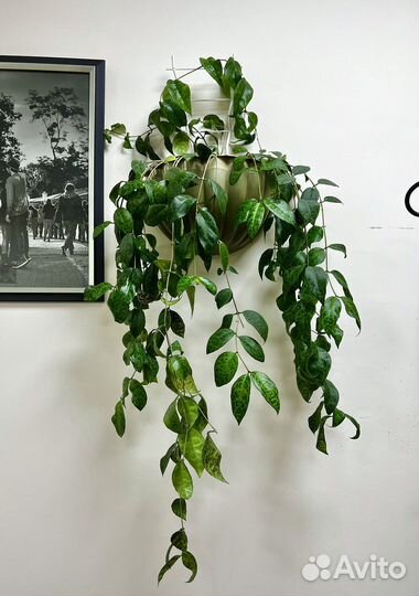 Эсхинантус мраморный marmoratus