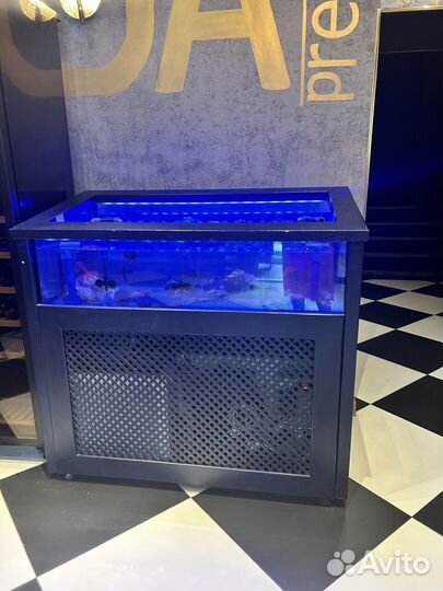 Аквариум для устриц