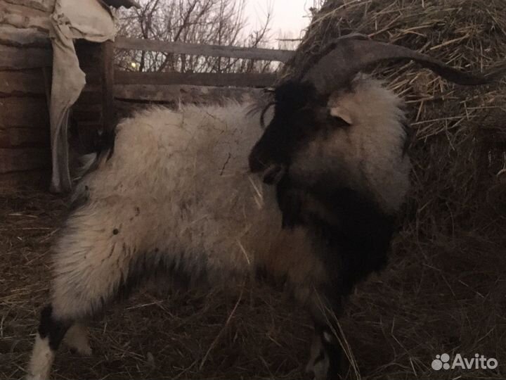 Козел альпийский