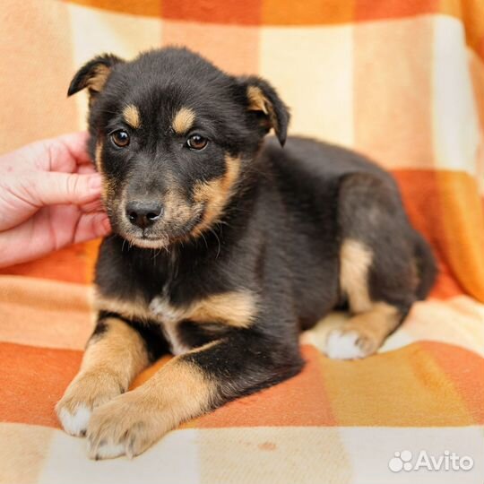 Малышка Сильва