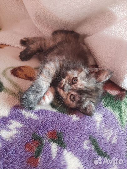 Милые котята ищут дом