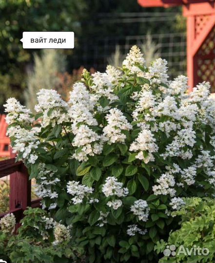 Гортензия вайт леди