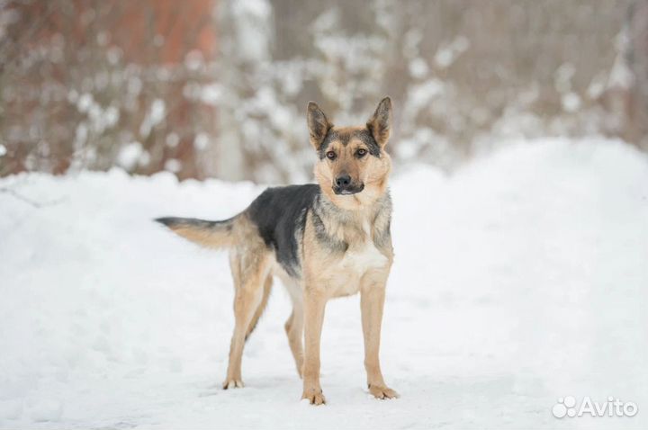 Собака из приюта