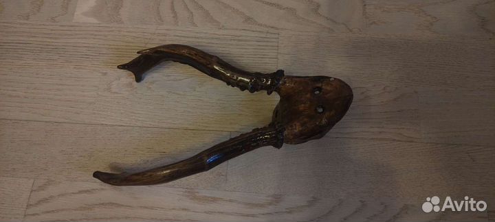 Рога дикого козла