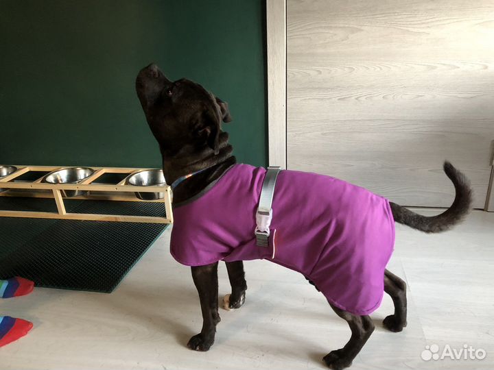 Охлаждающая попона жилет для собаки