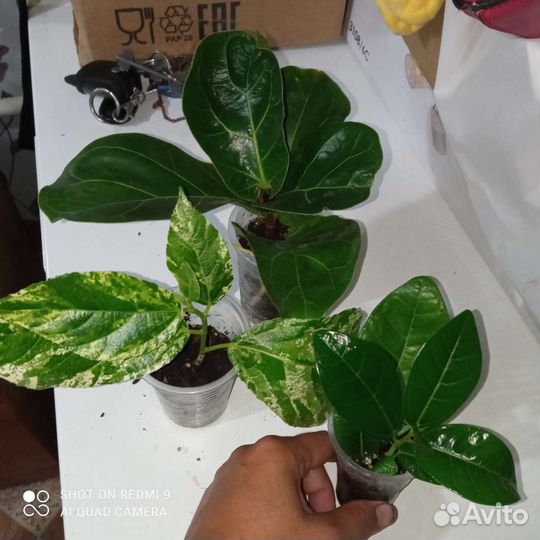 Фикусы разные