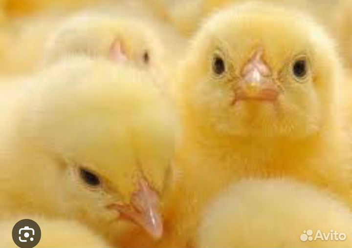 Цыплята бройлеры