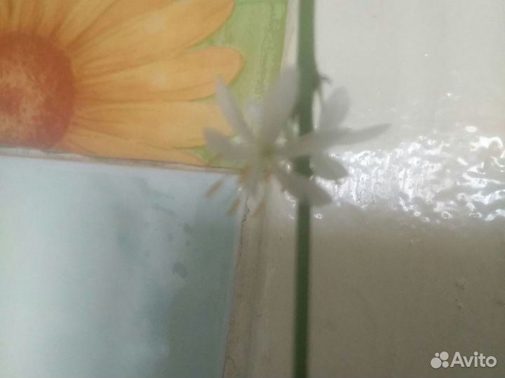 Хлорофитум