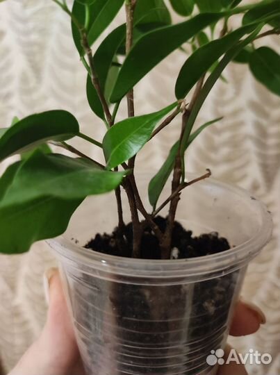 Фикус бенджамина наташа