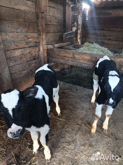 Домашние тёлочка