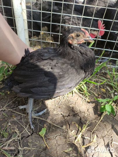 Куры испанской минорки