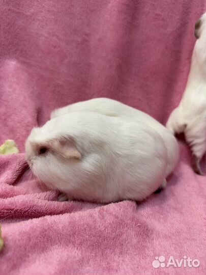 Морские свинки