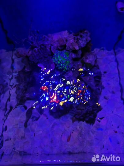 Морской аквариум с рыбами и кораллами