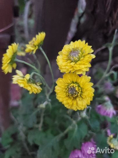 Хризантемы