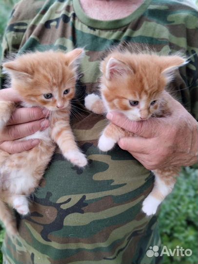 Котята отдам бесплатно