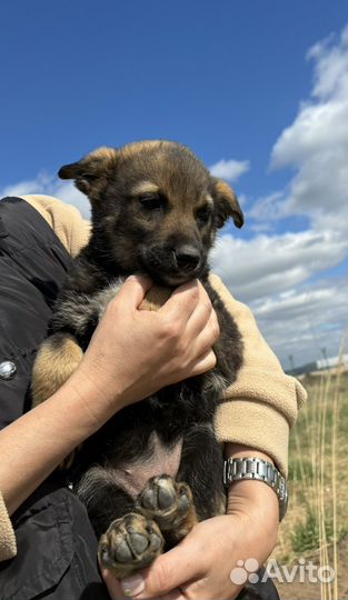 Щенок цвета шоколадной дымки в дар