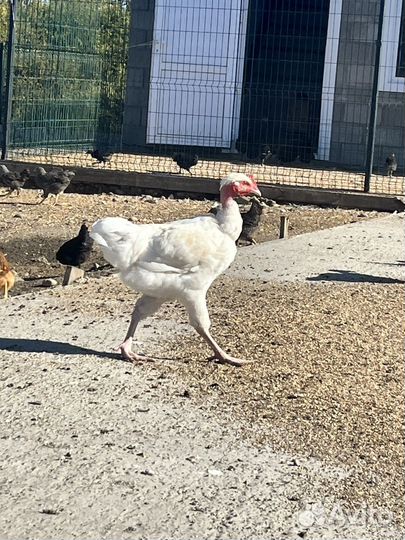 Куры несушки 3-5,5 месячные