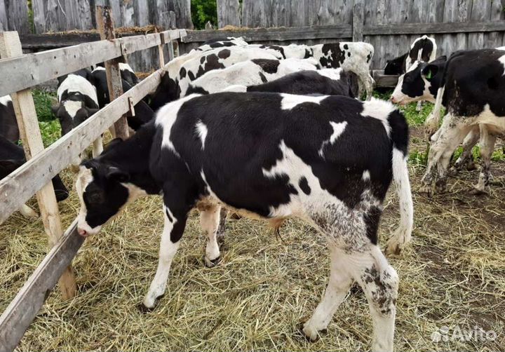 Бычки и телята