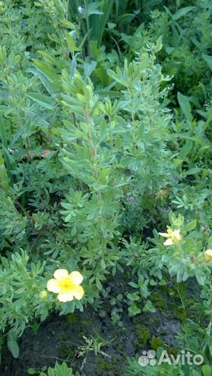 Лапчатка для дачи желтая