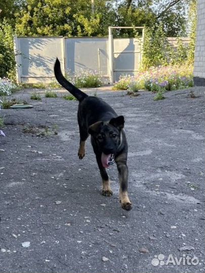 Щенок в добрые руки