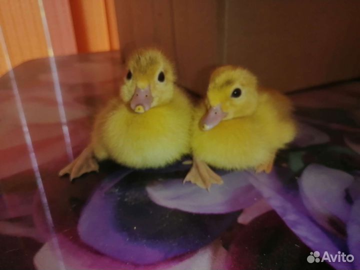 Мускусные утята