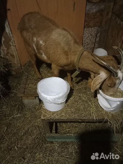 Козы дойные