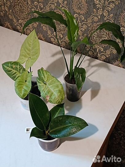 Комнатные цветы обмен