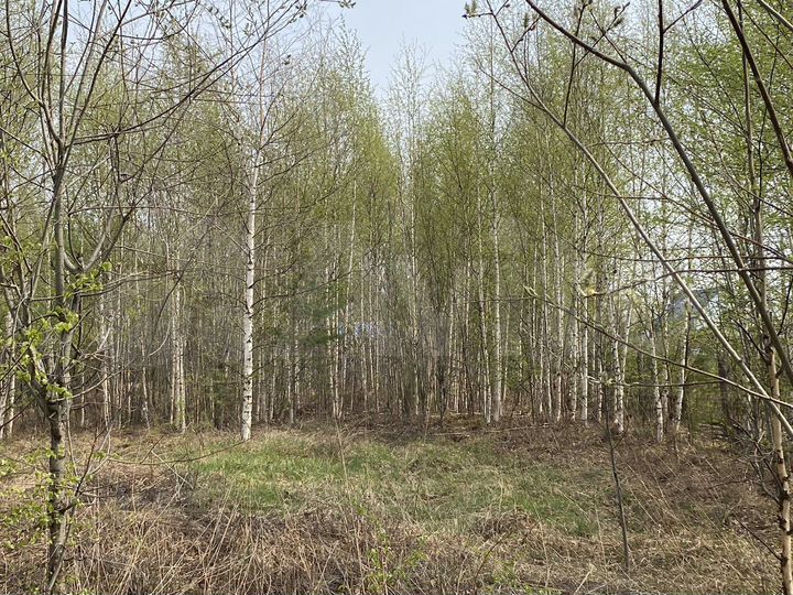 Участок 6,9 сот. (СНТ, ДНП)
