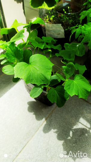 Рассада помидор