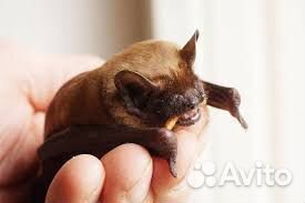 Летучие мыши