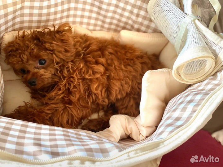 Сумка переноска для собак