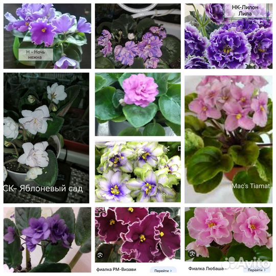 Набор сортовых фиалок