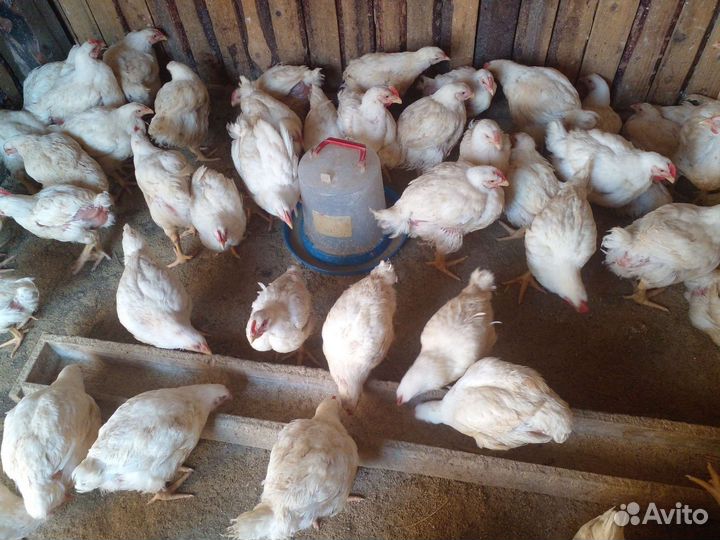 Мясо домашней курицы